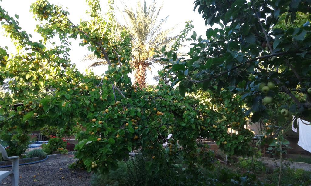 Bed and Breakfast Bassatine Skoura Exterior foto